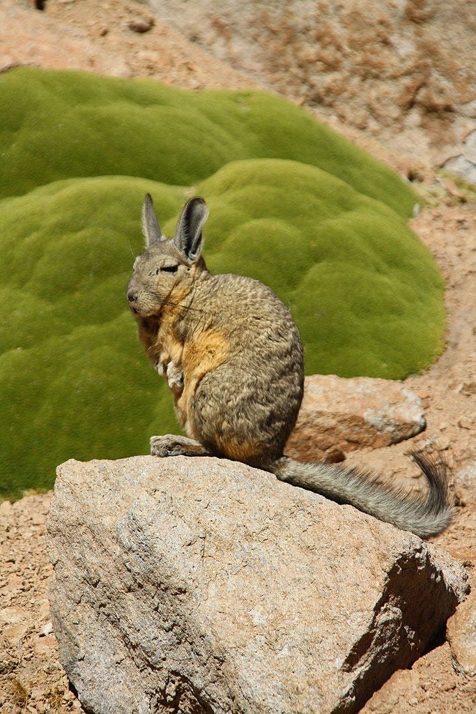 The Altiplano rabbit