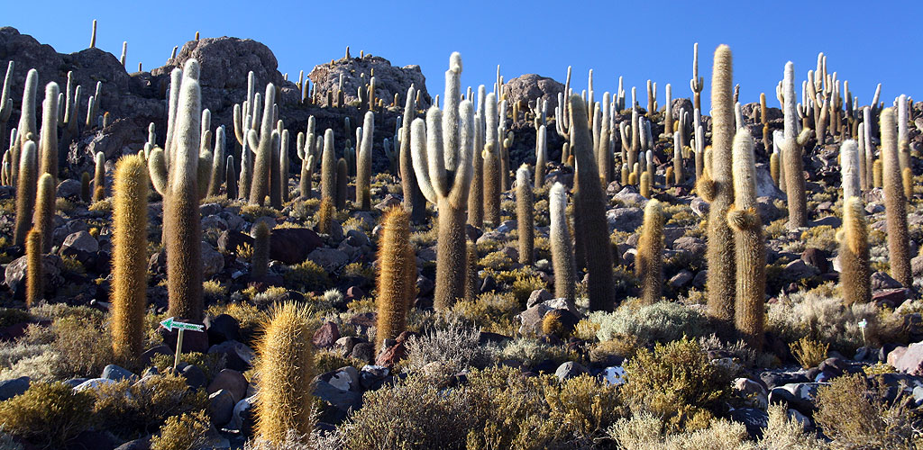 Cactuses on Isla Incahuasi - po polsku dla wtajemniczonych Hatifnatowie