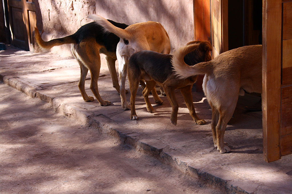 Psy w kolejce do jubilera, San Pedro de Atacama