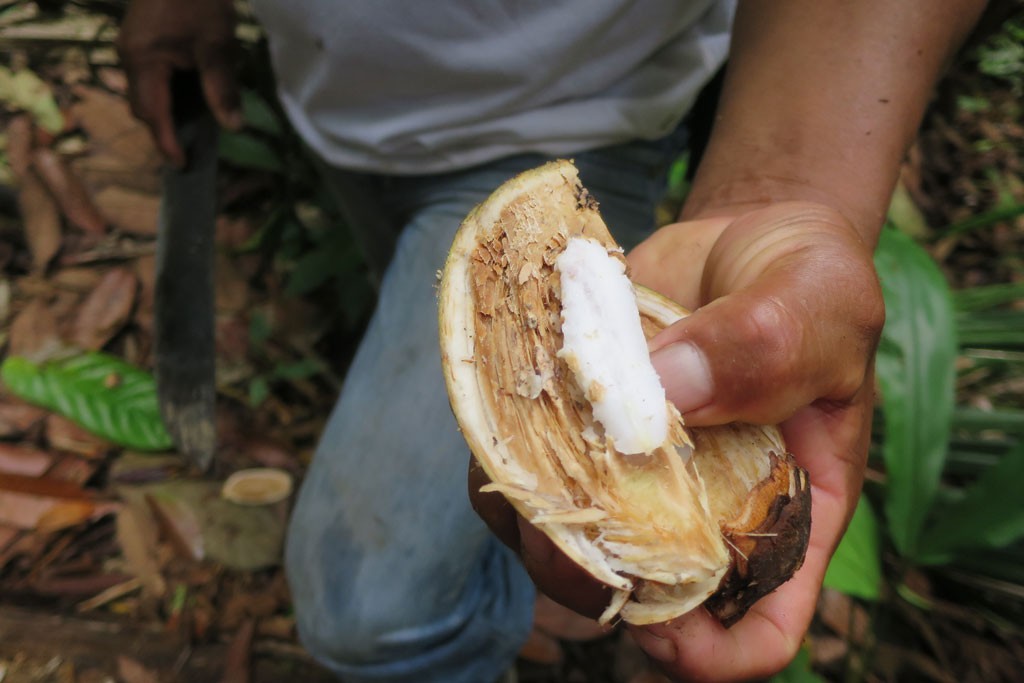 Owoce lasu, tutaj: coś co smakiem przypominało miąższ kokosowy