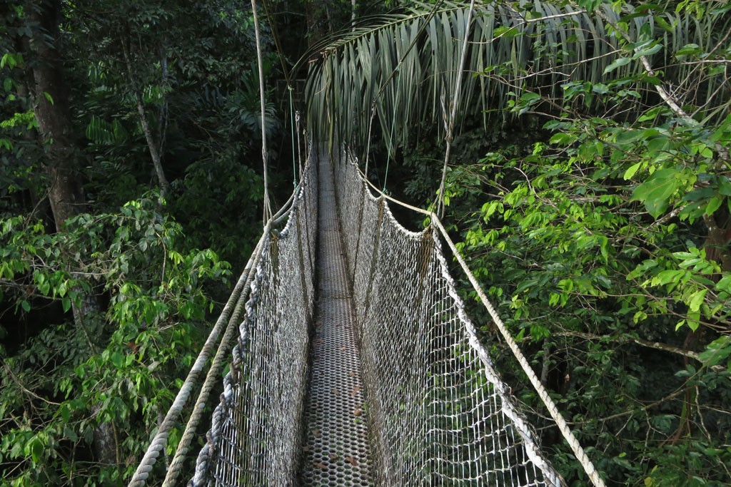 Canopy walkway at Atta Lodge in Iwokrama forest