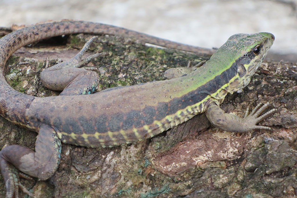 One of the islands' many lizards